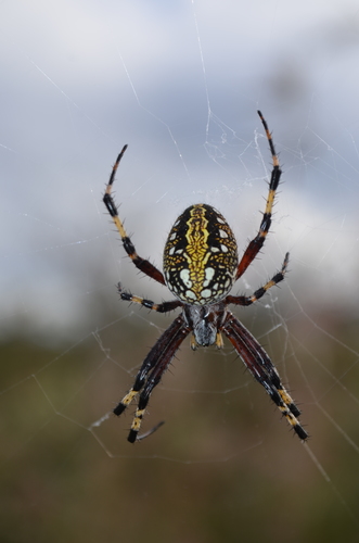 Western Spotted Orbweaver, Forestal, Ciudad de México, CDMX, México, photo 8 of 10