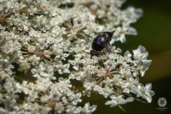Variimorda villosa