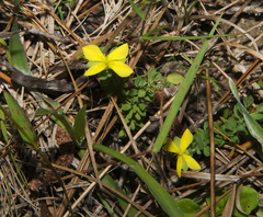 Hypericum suffruticosum