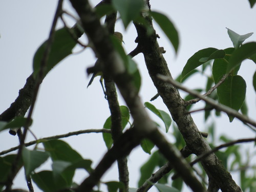Ornate Sunbird