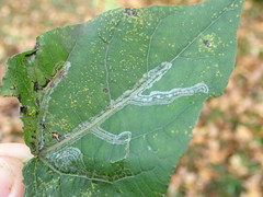 Phyllocnistis labyrinthella