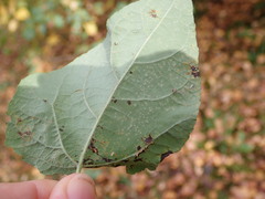 Phyllocnistis labyrinthella