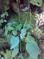 Peperomia lanceolatopeltata