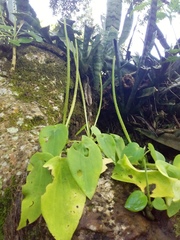 Peperomia lanceolatopeltata
