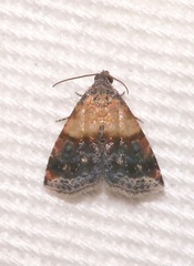 Tripudia luda