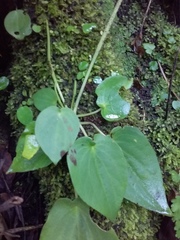 Peperomia lanceolatopeltata