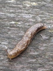 Prophysaon vanattae