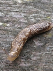 Prophysaon vanattae