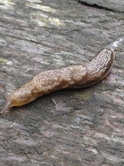 Prophysaon vanattae