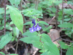 Scutellaria dumetorum