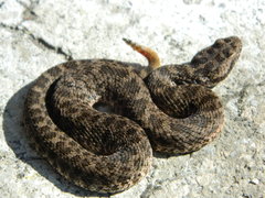 Crotalus aquilus