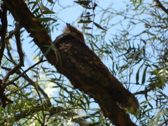 Antrostomus arizonae