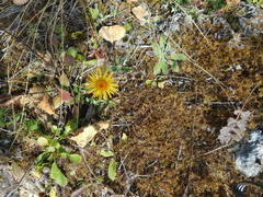 Pentanema salicinum