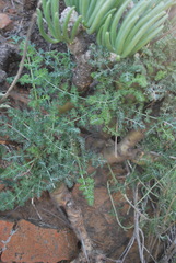 Pelargonium crithmifolium