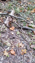 Thamnophis sirtalis sirtalis