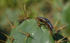 Chalcolepidius rugatus