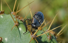 Chalcolepidius rugatus
