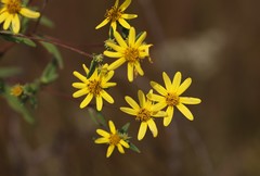 Helianthus schweinitzii