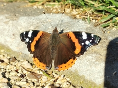 Vanessa atalanta