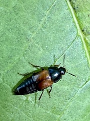 Tachinus fimbriatus
