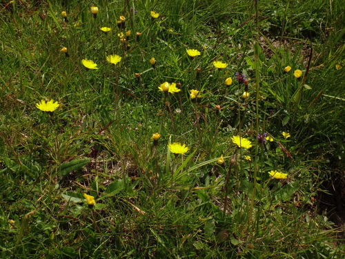 Image of Lettuce Hawkweed (Pilosella lactucella) by (c) Christian Berg, some rights reserved (CC BY)