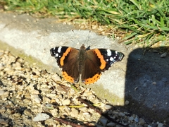 Vanessa atalanta
