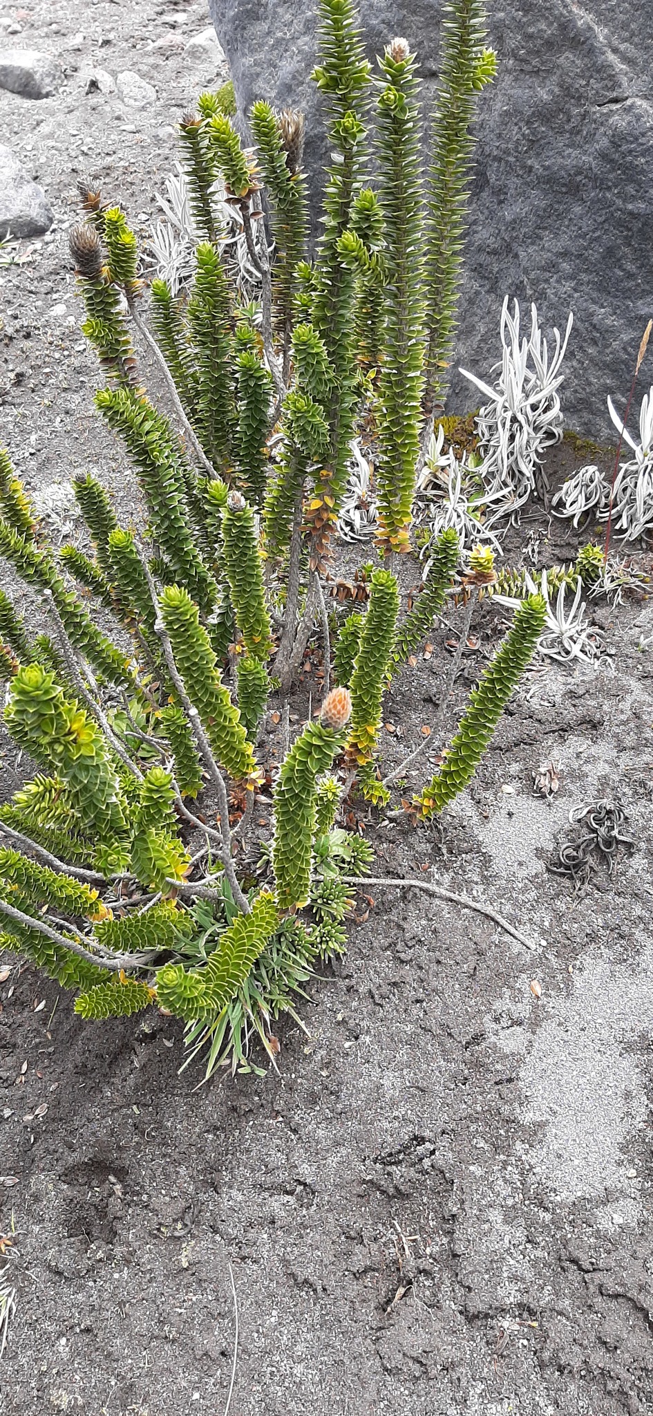 Chuquiraga jussieui image