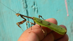 Pseudovates tolteca