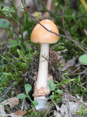 Fungi