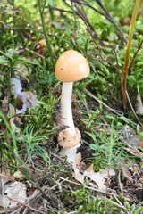 Fungi