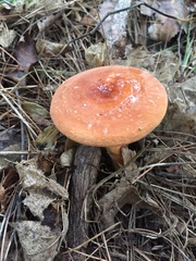 Lactarius volemus image