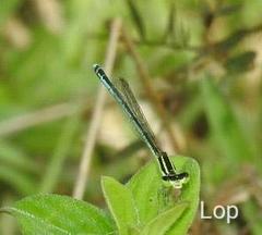 Agriocnemis lacteola