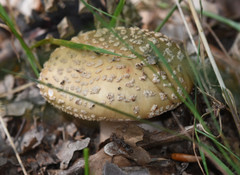 Fungi