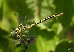 Paragomphus lineatus