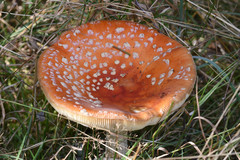 Amanita muscaria