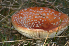 Amanita muscaria