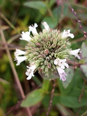 Pycnanthemum setosum