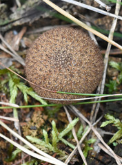 Fungi