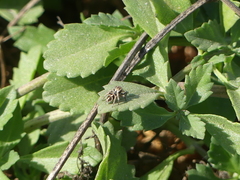 Habronattus klauseri
