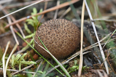 Fungi