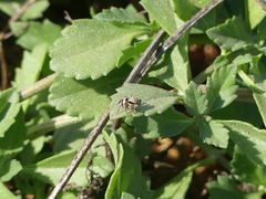 Habronattus klauseri
