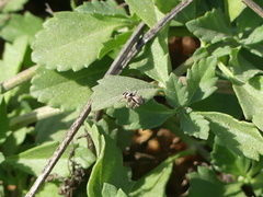 Habronattus klauseri