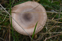 Fungi