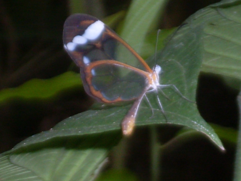 Cuban Clearwing