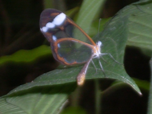 Cuban Clearwing
