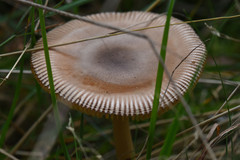 Fungi