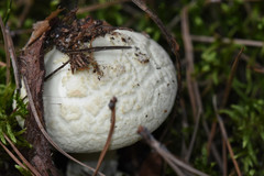 Fungi