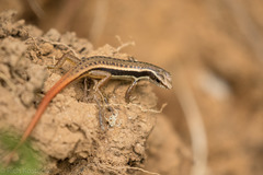 Sphenomorphus dussumieri