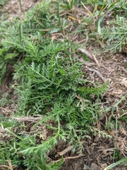 Achillea setacea