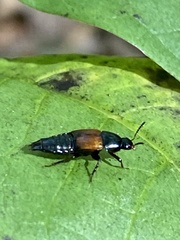 Tachinus fimbriatus